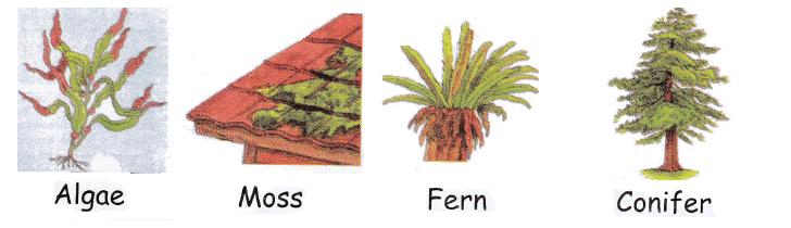 Plant Classifications Flowering And Non Flowering For Kids