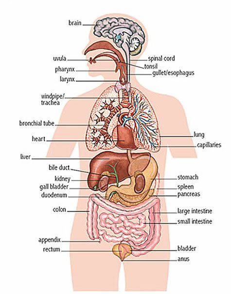 human internal body parts name with picture