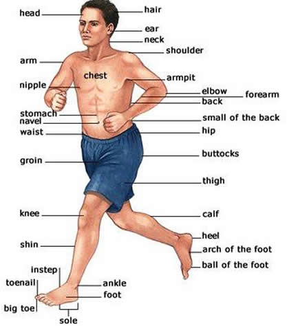 human body parts learning English 