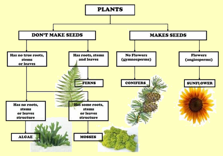 Classifications Of Flowering And Non Flowering Plants