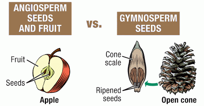 Difference Between Angiosperms And Gymnosperms With Some Examples My XXX Hot Girl