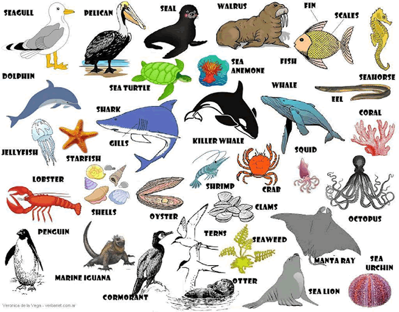 Англо примера. Морские обитатели названия. Обитатели моря для детей. Водные обитатели и их названия. Морские животные для детей.