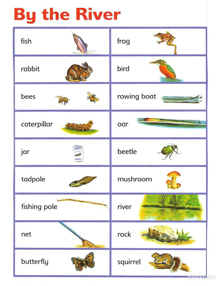 Learning English with pictures - English basics