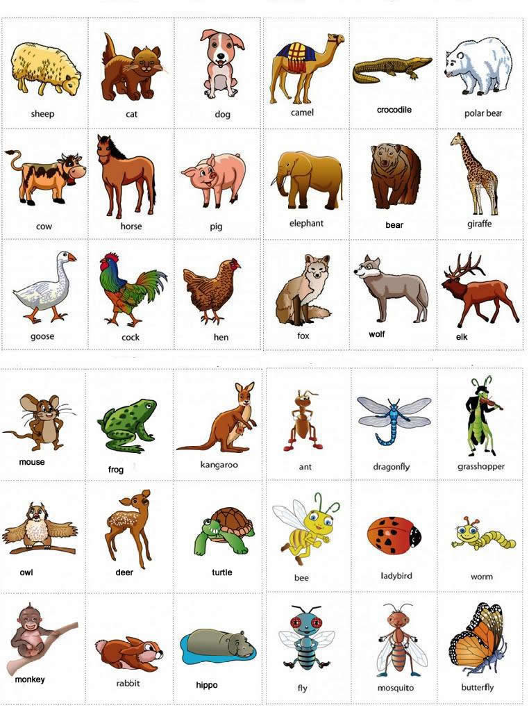 Animals Names