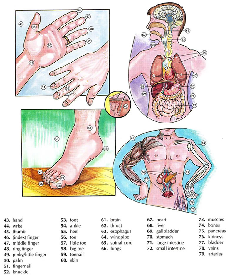 Body Parts In English, Vocabulary List With Pictures And Example Sentences