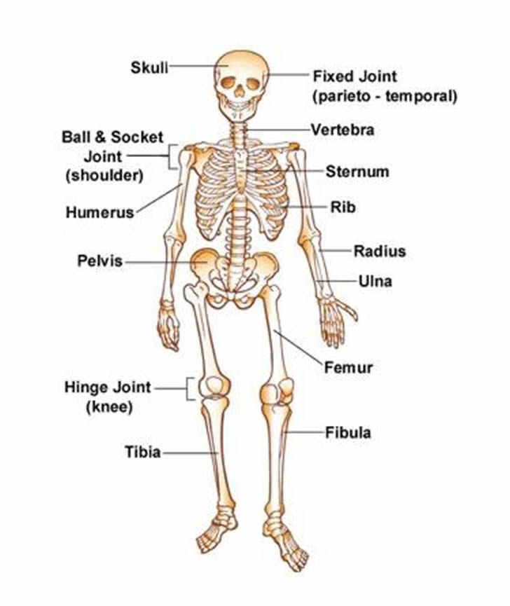 Human skeleton English lesson learning the vocabulary for a skeleton
